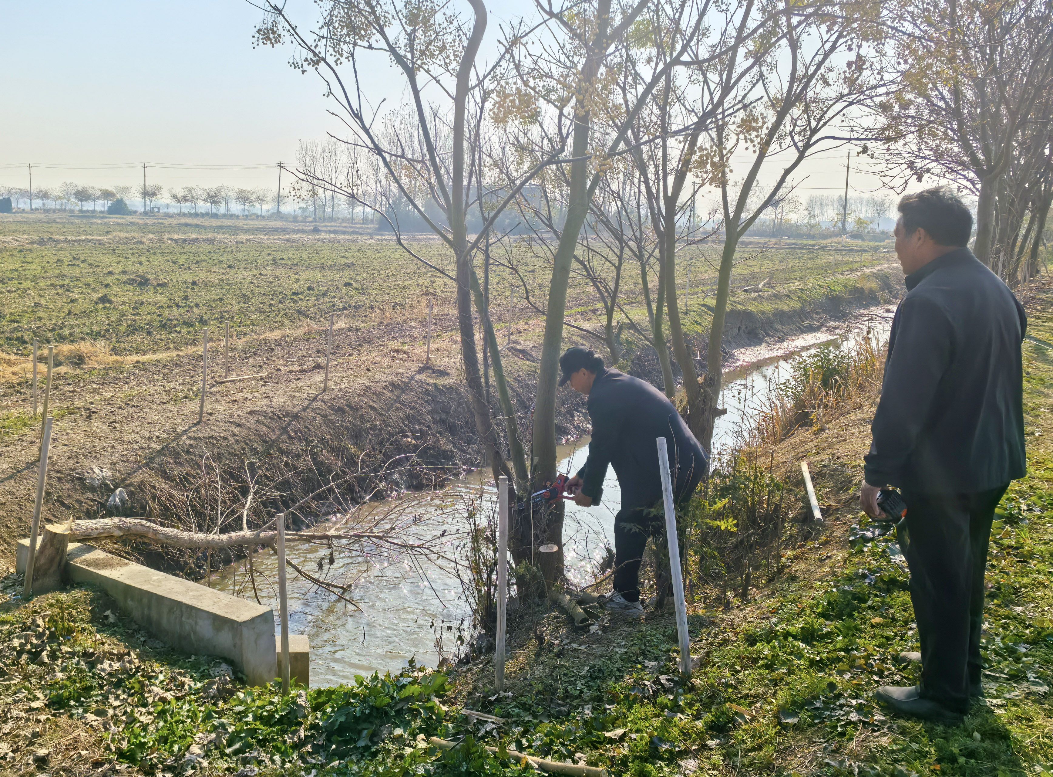 第四生产区：集中清理杂树 严守耕地红线