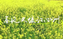 春风又绿江心洲