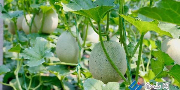 大棚甜瓜“甜蜜”上市